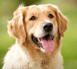 golden-retriever-dog-03