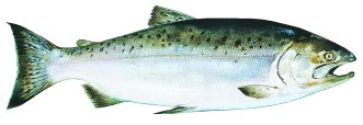 king-alaska-salmon